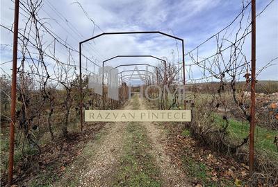 Pensiune 6 camere, teren 12713 mp, Dealul Mare, Urlati, Prahova - 18