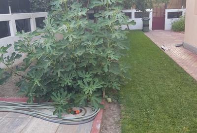Casă cu 4 camere în Săbăreni - 7