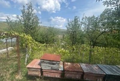 Teren intravilan compus din doua loturi. Unul 2580 mp cu casa de locuit de 52 mp Teren intravilan compus din doua loturi. Unul 2580 mp cu casa de locuit de 52 mp - 4