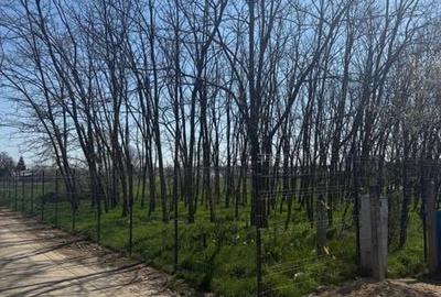 Teren de 800 mp, în Gruiu - 3