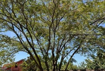 Vila de vanzare, cu 11 camere, 550 mp, zona Bariera Valcii - 4