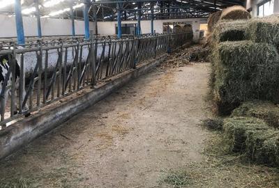 Teren de 3000000 mp, în Cornățelu - 9