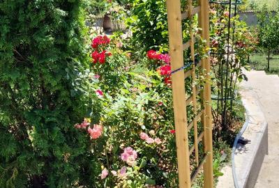 Casă cu 5 camere cu Teren 5400 Mp în Băleasa - 8