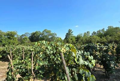 Casa ?i teren de vanzare - 4