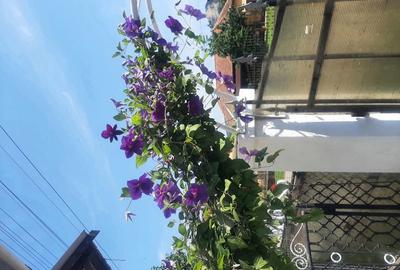 Casă cu 3 camere în Bretea Mureșană - 5