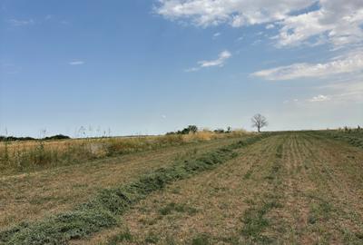 Teren Budeni - Delta Comana - Giurgiu - 9