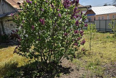 Casă cu 3 camere cu Teren 2500 Mp în Bosanci - 8