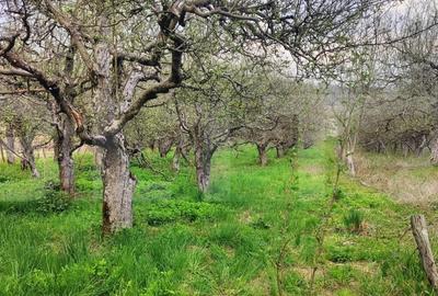 Spațiu comercial, în Gemenea-Brătulești - 4