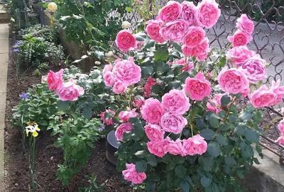 Casă cu 2 camere cu Teren 400 Mp în Gura Humorului - 6