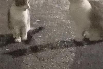 Garsonieră decomandată în Central - 1