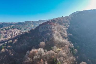 Teren Construcții intravilan de 17684 mp, în Centrul Istoric - 6