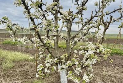 Teren de 2902 mp, în Dămienești - 2