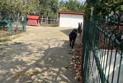 Casă individuală cu 3 camere cu Teren 1500 Mp în Cerneteaz - 3