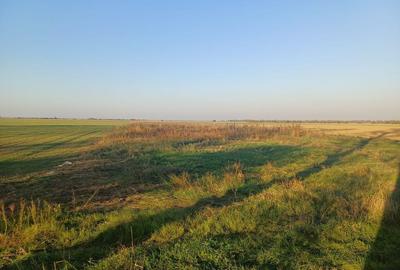 Teren de 5300 mp, în Gruiu