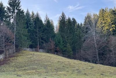 De vanzare 6850 mp pasune langa Manastirea Doroteia - Frasin /Plutonita - 9