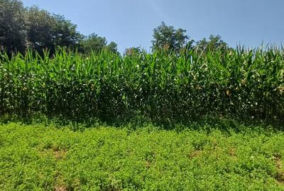 Teren pentru casa si gradina - 7