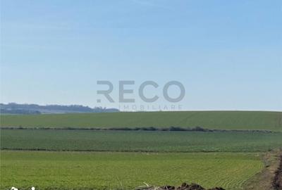 Teren de 42050 mp, în Tăut - 4