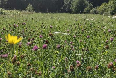 Teren de 2038 mp, în Oșlobeni - 5