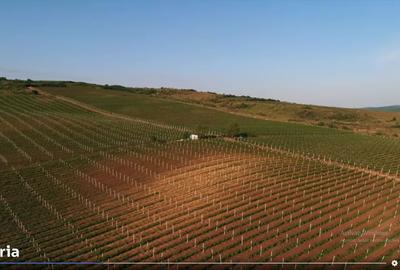 Teren de 153900 mp, în Boldești - 7
