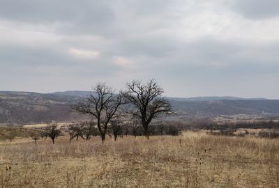 Vănd Teren Extravilan Dănulești, Jud. Buzău 9700 mp - 4