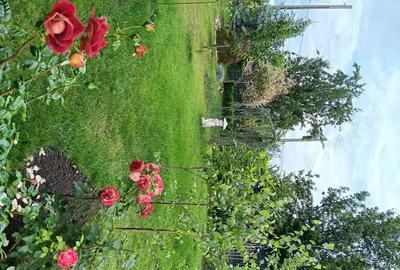 Casă cu 6 camere cu Teren 937 Mp în Mogoșești - 1