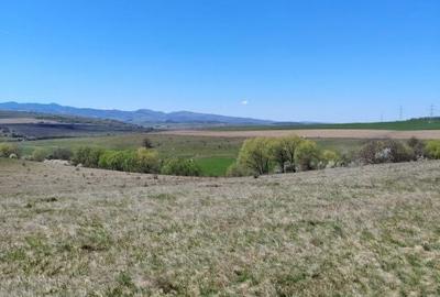 Teren de 10000 mp, în Ciurila - 2