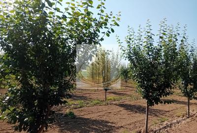 Teren agricol intravilan de 16000 mp, în Belinț - 13