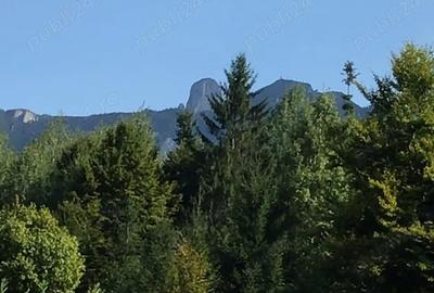 Teren de 10000 mp, în Ceahlău - 1