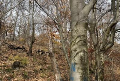 Teren de 8271 mp, în Cerbăl - 3