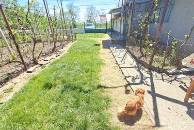 Casă individuală cu 4 camere cu Teren 2676 Mp în Vălcani - 12