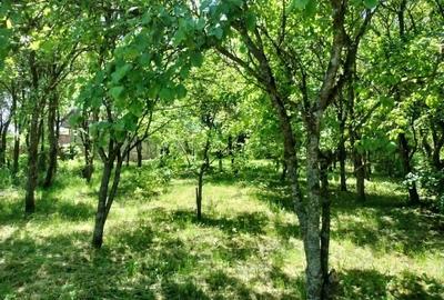 Casă cu 4 camere cu Teren 2418 Mp în Dumbrava - 1