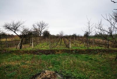 Casă individuală cu 3 camere cu Teren 280 Mp în Camăr - 8