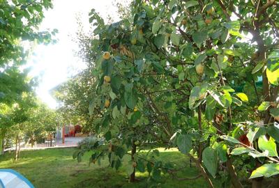 Vila piscina superba gradina matura cu iesire directa la padure - 28