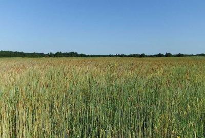 Spațiu comercial, în Sărulești - 1