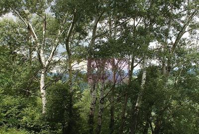 Teren intravilan de vanzare in Telega - 11