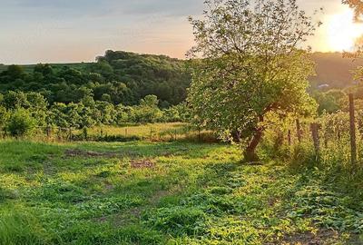 Teren de 1587 mp, în Rădășeni