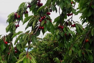 Teren de 15000 mp, în Central - 2