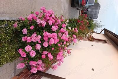 Casă cu 3 camere cu Teren 508 Mp în Popești - 10