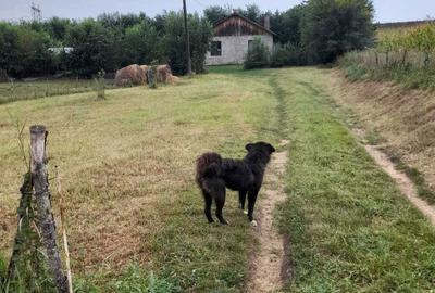 Casă cu 2 camere în Valea - 15
