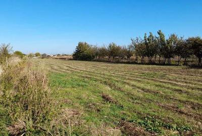 Teren de 4000 mp, în Cărpiniș - 2