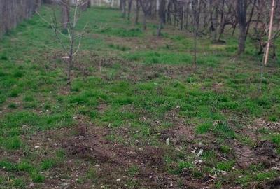 Casă individuală cu 4 camere cu Teren 1200 Mp în Vladimirescu - 12