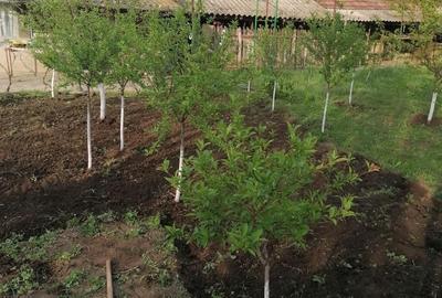 Casă cu Teren 980 Mp în Movila Banului