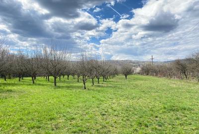 Teren Construcții intravilan de 7000 mp, în Berevoești - 6