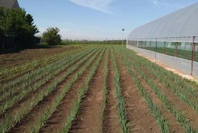 Casă cu 2 camere cu Teren 2000 Mp în Lilieci - 4