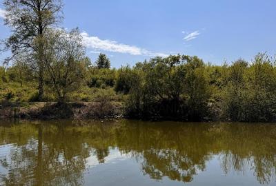 REL4001152 Teren Intravilan 10.000 mp Silistea Snagovului de Vanzare - 2