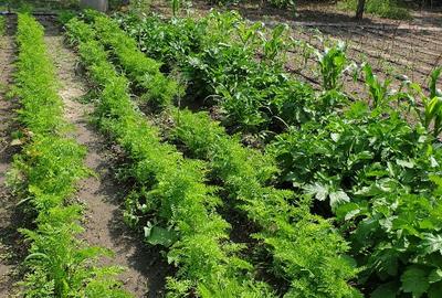 Casă individuală cu 4 camere cu Teren 1511 Mp în Adâncata - 16