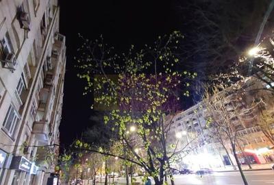 Inchiriere spatiu comercial in zona bd Decebal, stradal - 4