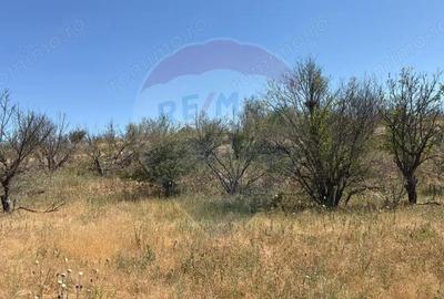 De vanzare Teren Extravilan- Cernavoda - 5