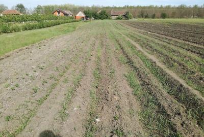 Casă cu 3 camere cu Teren 5000 Mp în Horea - 2