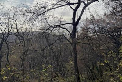 Teren de 8271 mp, în Cerbăl - 3